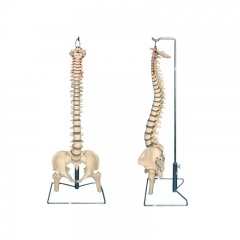 Spine Model