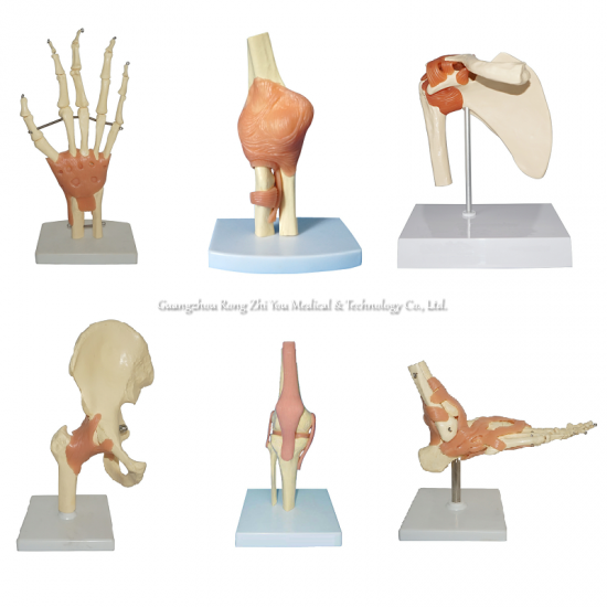 Human Joint Model