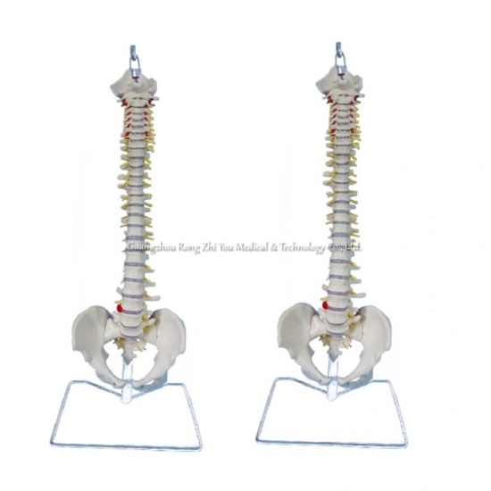 Human Spine Anatomical