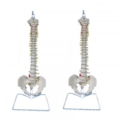 Human Spine Anatomical