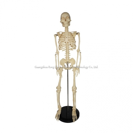 85cm Skeleton Model