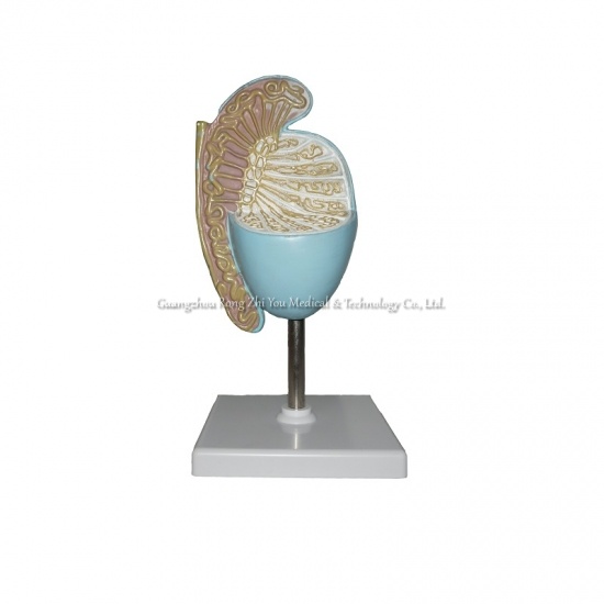 Model of Testis