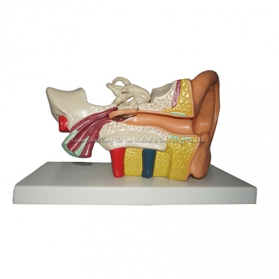 Ear Structure Model