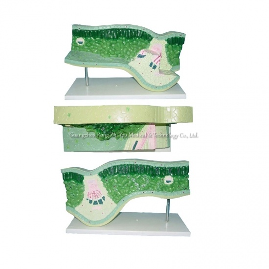  Leaf Structure Model