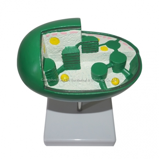Plant Cell Structure Model Plant Anatomy Model