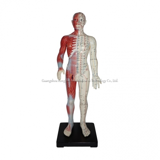 Human Acupuncture Model