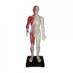 Human Acupuncture Model