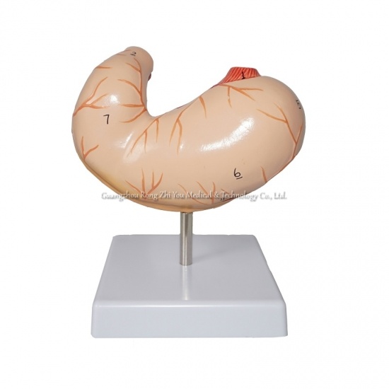 Human Stomach Model