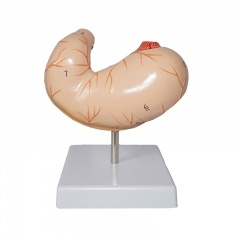 Human Stomach Model