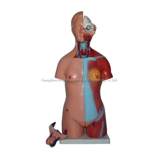 Human Torso Model