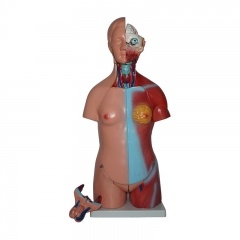 Human Torso Model