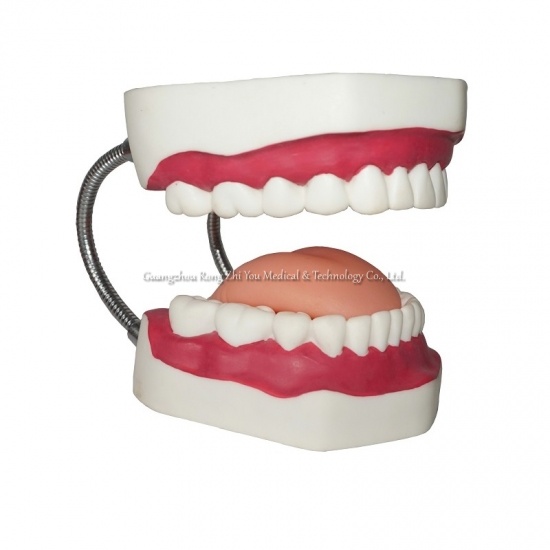 Human Teeth Model