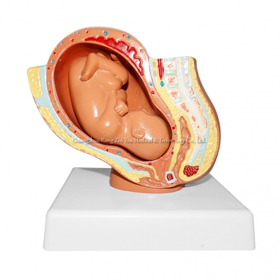 Human Pregnancy Model