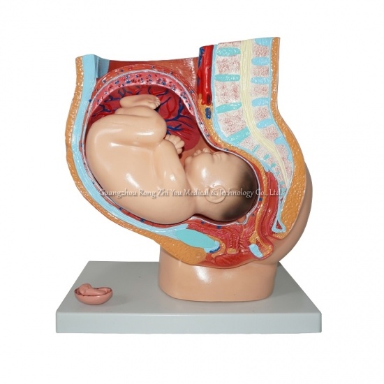 Pregnancy Model