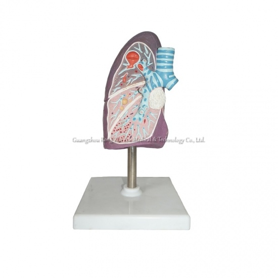 Human Size Lung Model