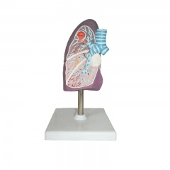 Human Size Lung Model