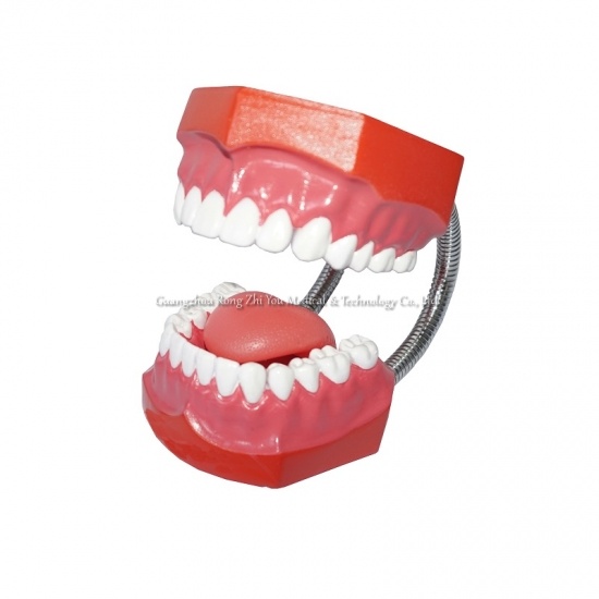 Plastic Dental Teeth Models