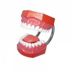 Plastic Dental Teeth Models