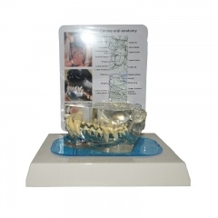 Dog Dentition Model