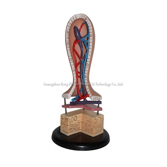 Human Villus Precise Model