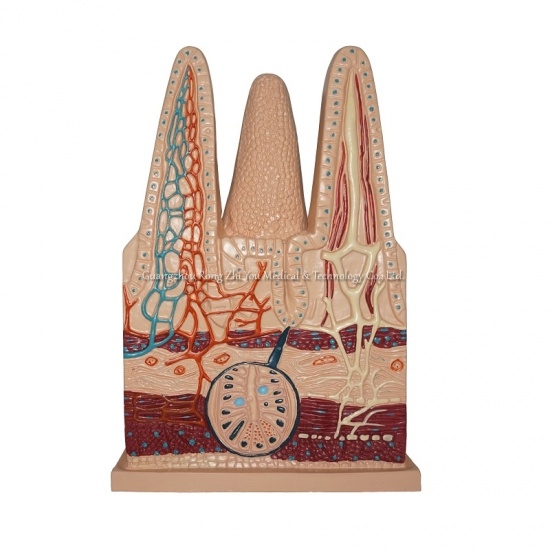 Intestinal villi model