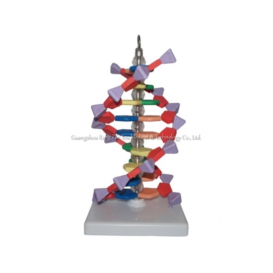 DNA structure model