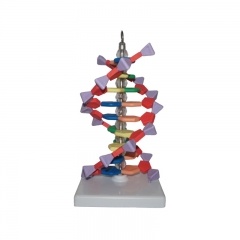DNA structure model