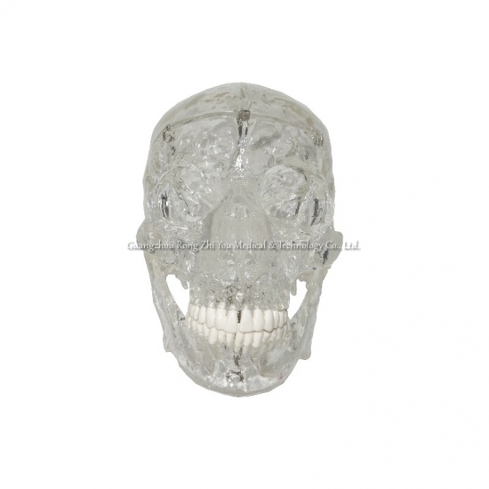Transparent skull model