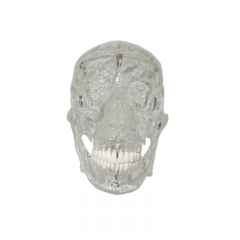 Transparent skull model