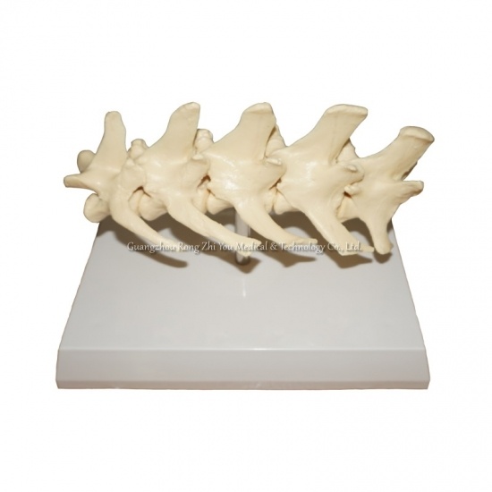 Canine Vertebral Column Model