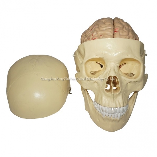Skull With 8 Parts Brain Model