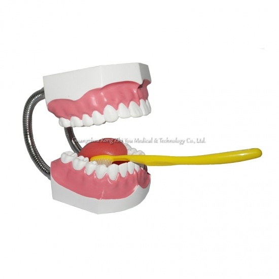  Dental Teeth Models