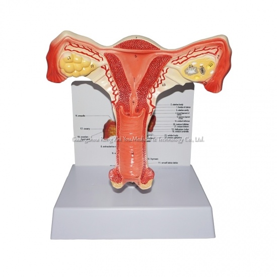 Female Genitals Model