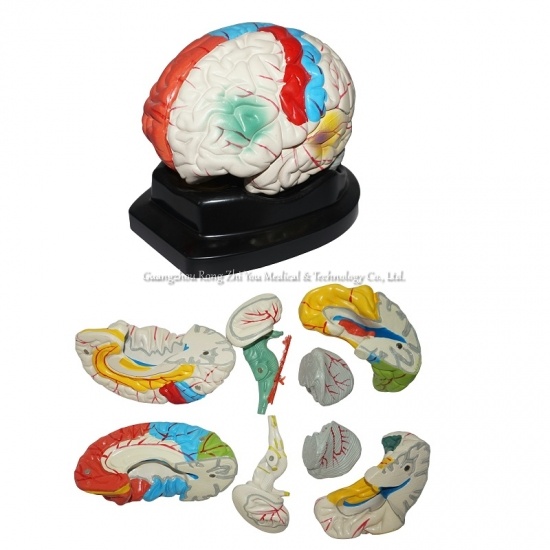 Brain Structure Lab Model