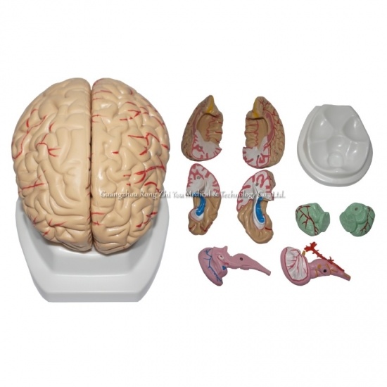 Medical Anatomical Human Model