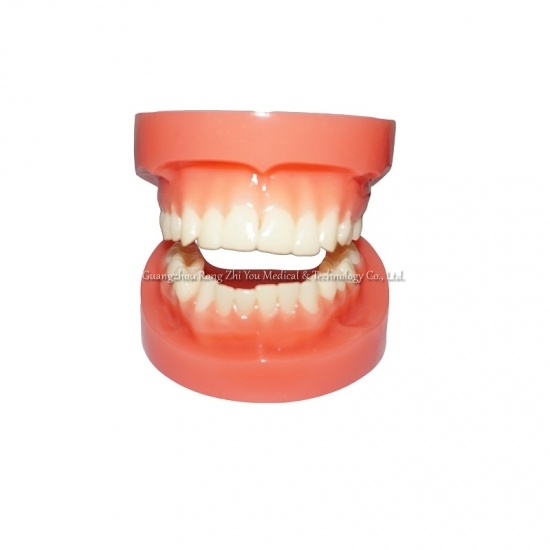Human Teeth