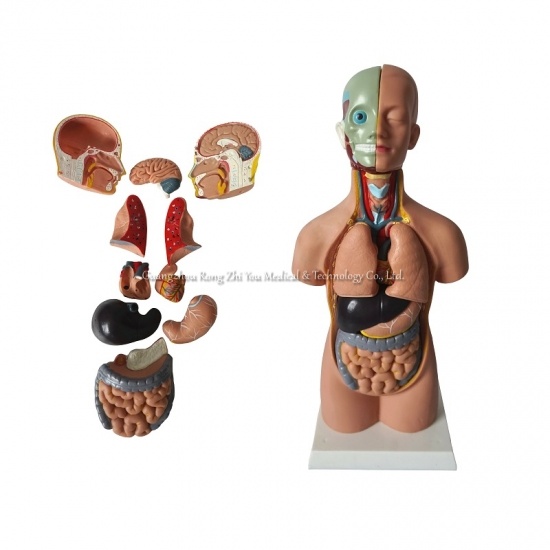 Torso Model