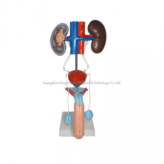  Urogenital System Anatomical Model