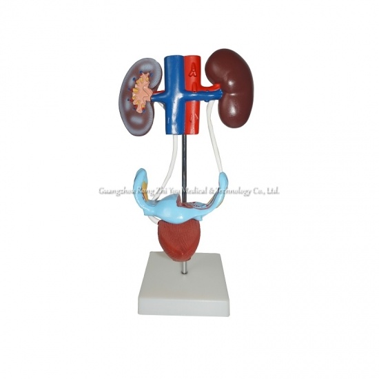 Urogenital Anatomical Model