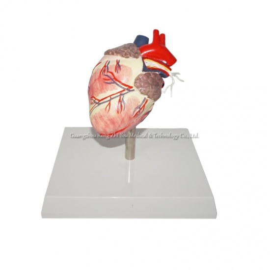 Canine Heart Model