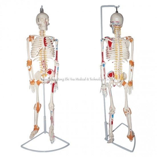 85cm Tall Human Skeleton Model