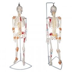 85cm Tall Human Skeleton Model