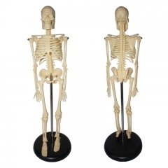 Mini Human Skeleton model