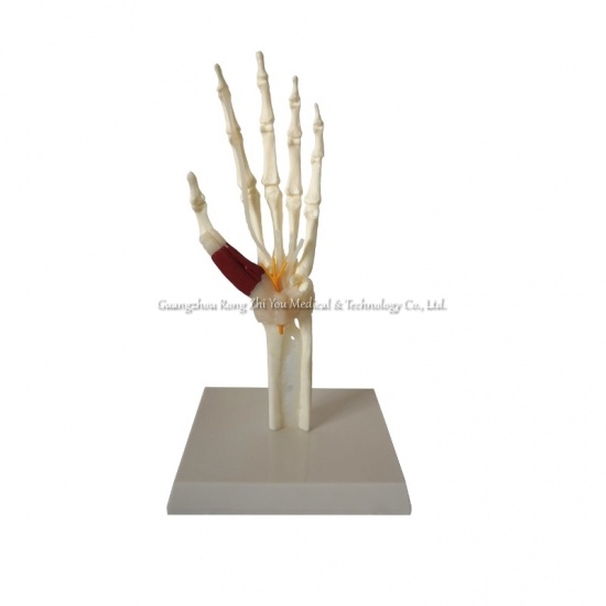  Hand Joint Model