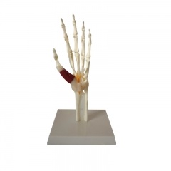  Hand Joint Model