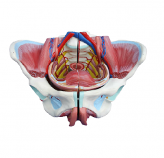 Female Pelvis Model