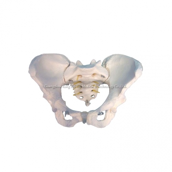 Female Pelvis Model