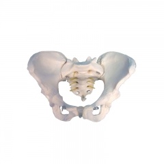 Female Pelvis Model
