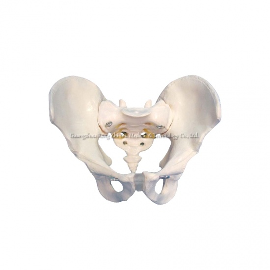 Male Pelvis Skeletal Model