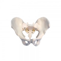 Male Pelvis Skeletal Model